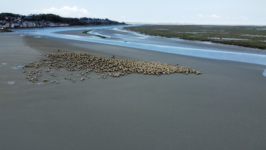 Agneaux des prés-salés Baie de Somme